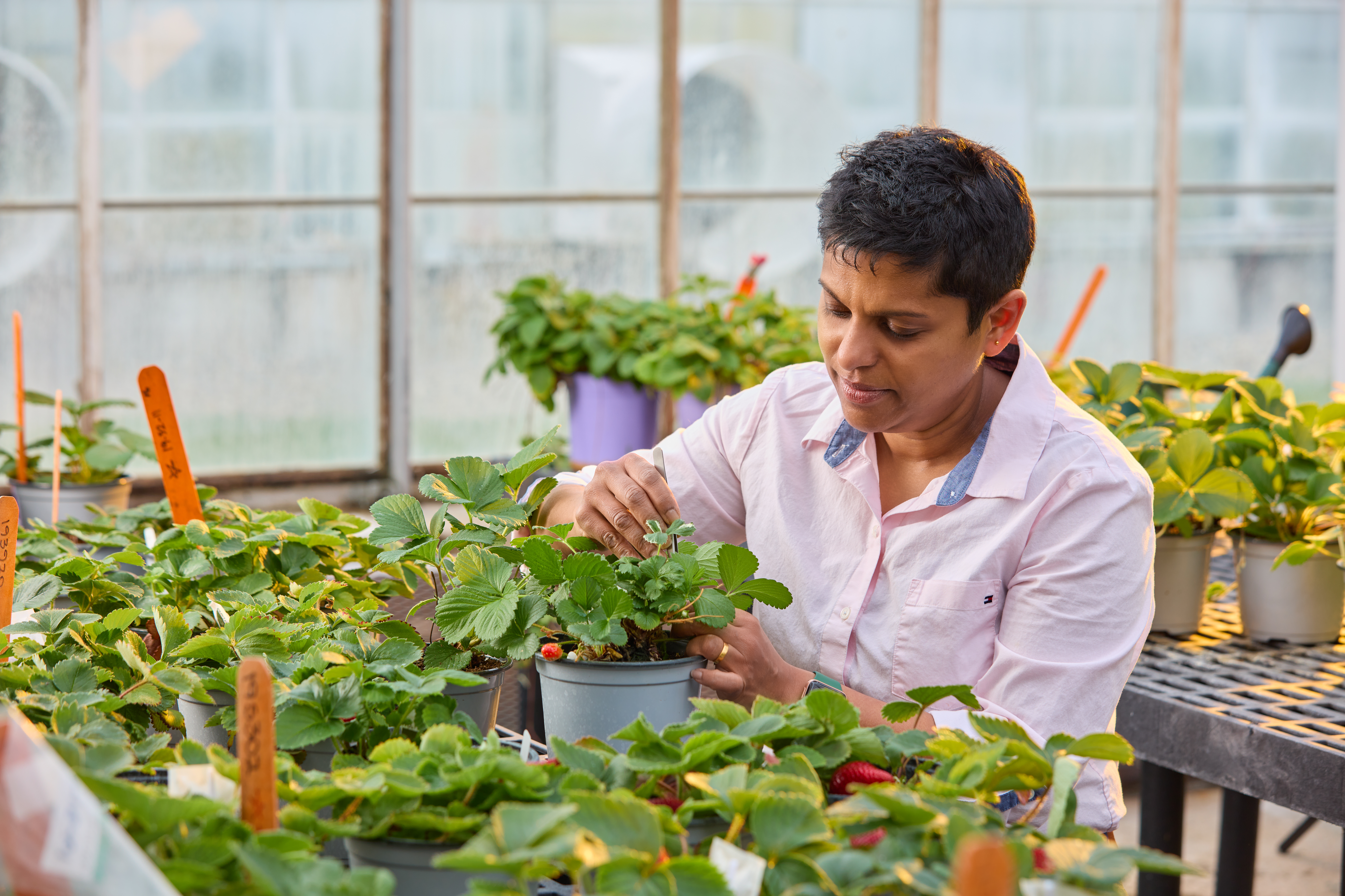 Weebadde in greenhouse.jpg